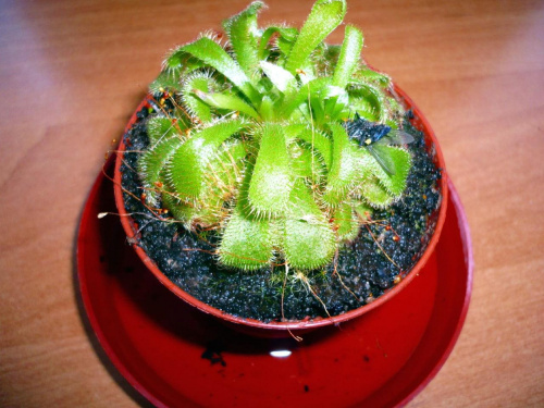 Drosera alicea