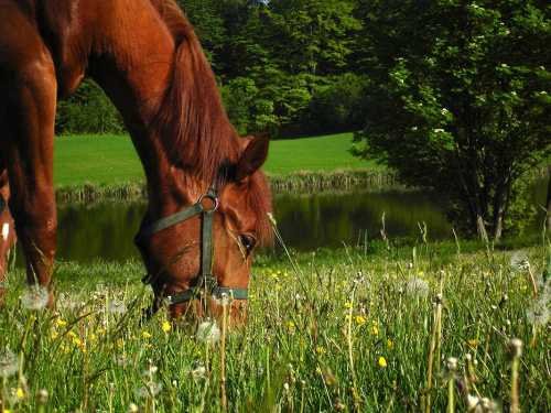 Źrebaczek na pastwisku nad stawkiem, stadnina koni Sokolnik #koń #konie #natura #zwierzęta #krajobraz #krajobrazy #sokolnik #pastwisko #przyroda #źrabak #źrebaczek #źrebaczki