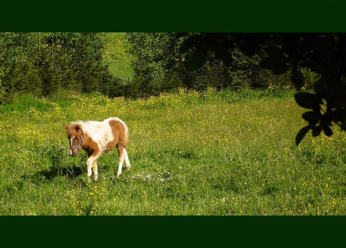 Kucyk Kwiatuszek na pastwisku, stadnina koni Sokolnik #koń #konie #natura #zwierzęta #krajobraz #krajobrazy #sokolnik #pastwisko #przyroda #kucyk #kucyki #kwiatuszek
