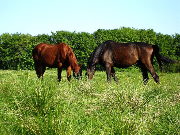 Źrebaczki na pastwisku, stadnina koni Sokolnik #koń #konie #natura #zwierzęta #krajobraz #krajobrazy #sokolnik #pastwisko #przyroda #źrebak #źrebaczki #źrebaczek