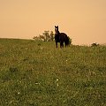 Koń Wełnianka na pastwisku, stadnina koni Sokolnik #koń #konie #natura #zwierzęta #krajobraz #krajobrazy #sokolnik #pastwisko #wełna #przyroda