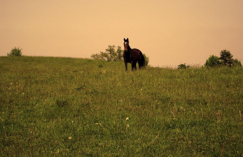 Koń Wełnianka na pastwisku, stadnina koni Sokolnik #koń #konie #natura #zwierzęta #krajobraz #krajobrazy #sokolnik #pastwisko #wełna #przyroda