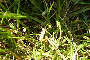 #natura #pająk #pajęczak