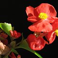 Begonia x semperflorens cultorum, #kwiaty #rośliny