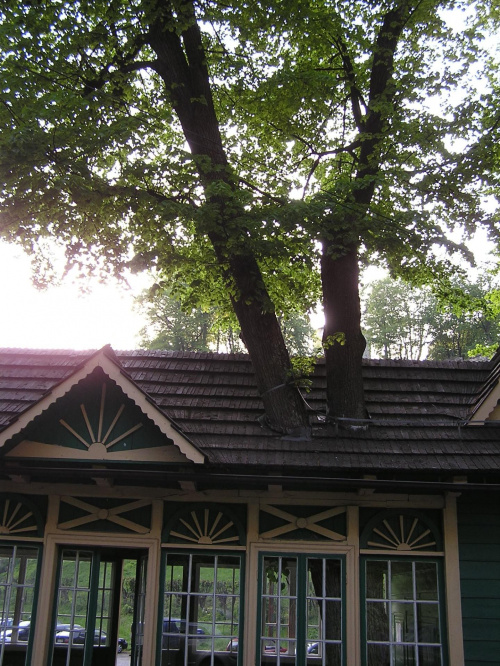 Drzewo wrośnięte w budynek przystanku PKS w Ojcowie