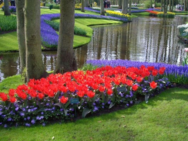 pola tulipanowe w Holandii...