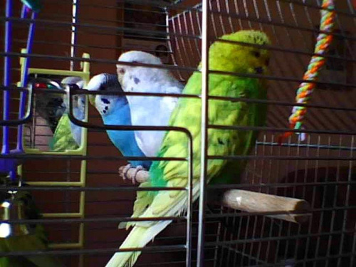 Papagaje: Fifilunia, Pusiek, Laura, Puszek i Śnieżka :D #PapugiKwiecień252007