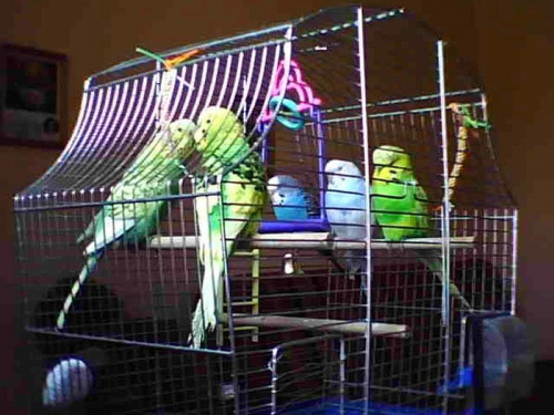 Papagaje: Fifilunia, Pusiek, Laura, Puszek i Śnieżka :D #PapugiKwiecień252007