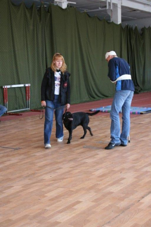 Akceptowanie odruchów chorych - suka JUANITA (Labrador Retriever)