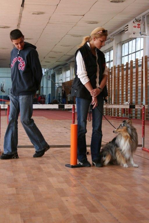 Reakcja na nieoczekiwane zdarzenie - pies Si Vis (Owczarek Szetlandzki)