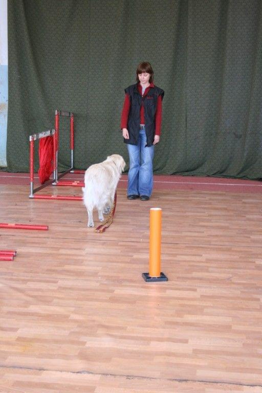 Przychodzenie na komendę - suka CALL ME POLA (Golden Retriever)