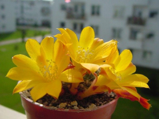 Rebutia