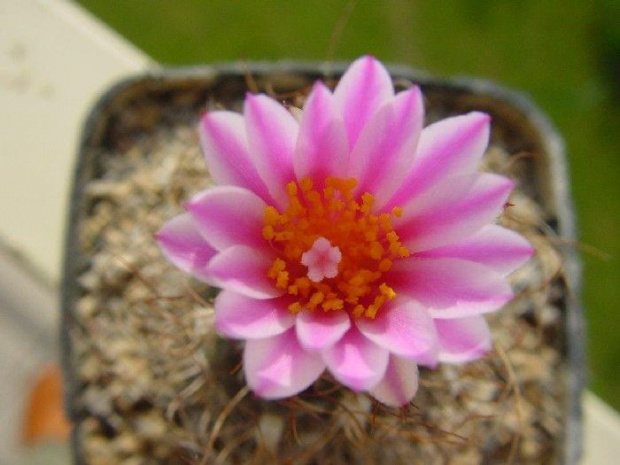 Turbinicarpus