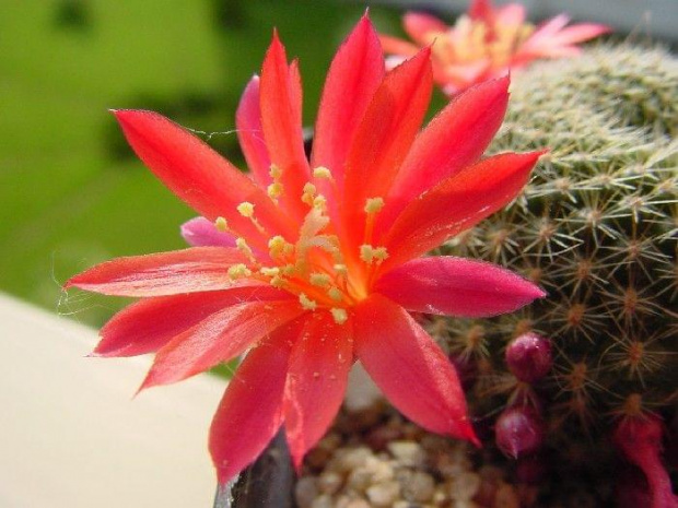 Rebutia minuscula