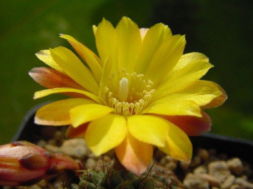 Sulcorebutia