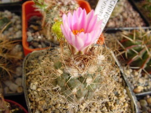 Turbinicarpus