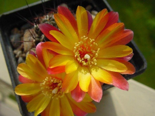 Sulcorebutia