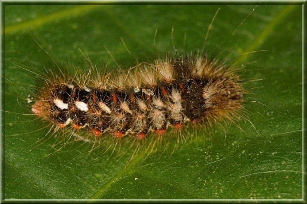 Acronicta