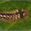 Acronicta