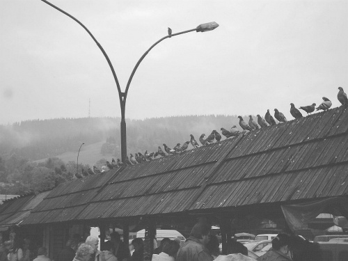 Gołębie jak ludzie.... dużo ich na Krupówkach.... #BiałoCzarne #Zakopane