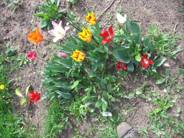 tulipany od Maryni #tulipany #kwiaty #cebulowe