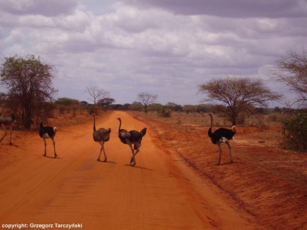 Kenia - Strusie łamią przepisy na drodze ;-) #KeniaStrusieDrogaPustynia