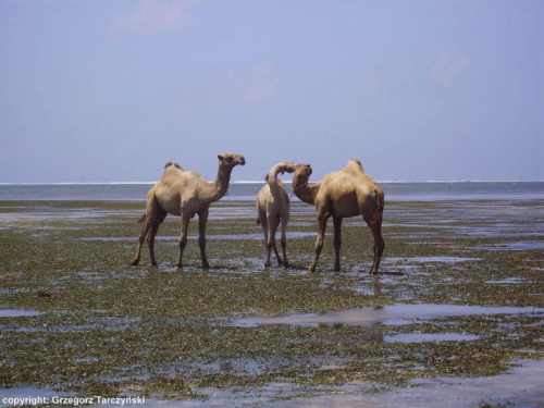 Kenia Wielbłądy - Ich Troje ;-) #KeniaWielbłądyPlaża