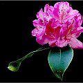 Różanecznik...chyba.... #kwiaty #makro #frieda #różanecznik #Arboretrum