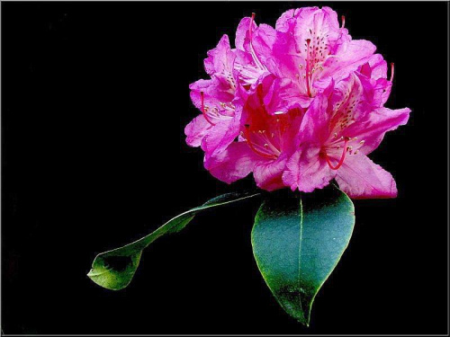 Różanecznik...chyba.... #kwiaty #makro #frieda #różanecznik #Arboretrum