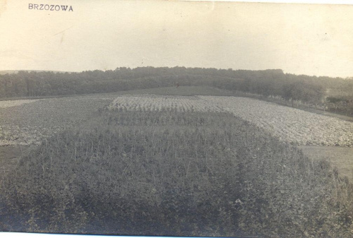 Zdjęcia udostępnione przez Leszka Wojciechowskiego syna Wiktora- nauczyciela ogrodnictwa w szkole na Brzozowej w latach 1913-1914 #Sobieszyn #Brzozowa #WiktorWojciechowski #LeszekWojciechowski