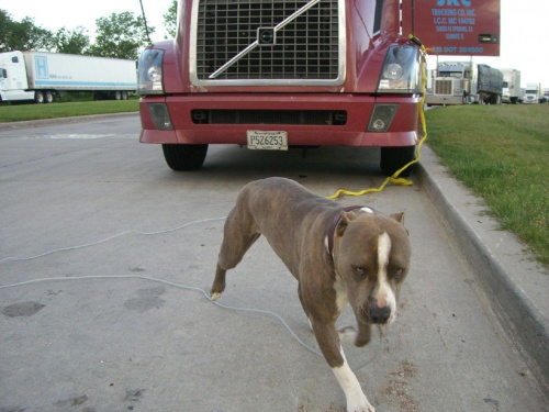 American Pit Bull Terrier