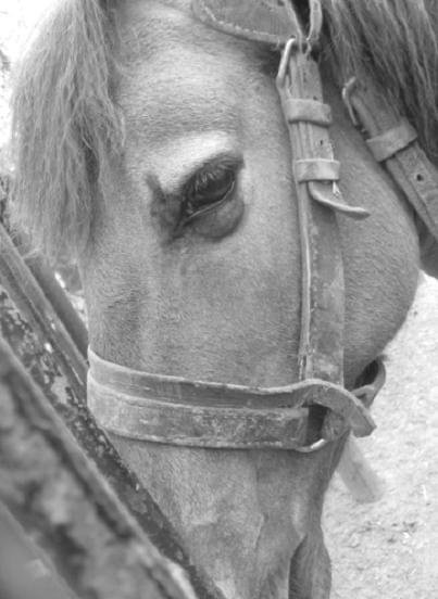 "Mój wiatronogi Boże koni..."
ten smutek w oczach... #koń