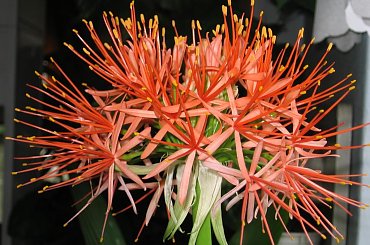 Fazy rozwoju Hemantusa ( Krasnokwiat Katarzyny ) #KrasnokwiatKatarzyny #Haemanthus #Amarylkowate #Amaryllidaceae #Afryka #cebula