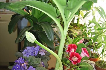 Fazy rozwoju Hemantusa ( Krasnokwiat Katarzyny ) #KrasnokwiatKatarzyny #Haemanthus #Amarylkowate #Amaryllidaceae #Afryka #cebula