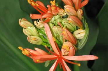 Fazy rozwoju Hemantusa ( Krasnokwiat Katarzyny ) #KrasnokwiatKatarzyny #Haemanthus #Amarylkowate #Amaryllidaceae #Afryka #cebula