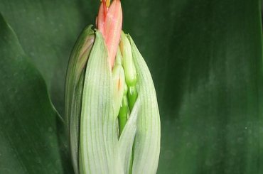 Fazy rozwoju Hemantusa ( Krasnokwiat Katarzyny ) #KrasnokwiatKatarzyny #Haemanthus #Amarylkowate #Amaryllidaceae #Afryka #cebula