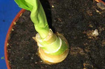 Fazy rozwoju Hemantusa ( Krasnokwiat Katarzyny ) #KrasnokwiatKatarzyny #Haemanthus #Amarylkowate #Amaryllidaceae #Afryka #cebula