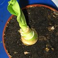 Fazy rozwoju Hemantusa ( Krasnokwiat Katarzyny ) #KrasnokwiatKatarzyny #Haemanthus #Amarylkowate #Amaryllidaceae #Afryka #cebula