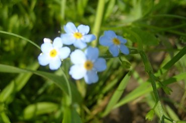 #kwai #kwiatek #niezapominajka