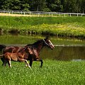 Wallada z małym żrebakiem na pastwisku, stadnina koni Sokolnik #konie #koń #krajobraz #krajobrazy #natura #pastwisko #przyroda #sokolnik #zwierzęta #wallada #źrebak #źrebaczek #źrebaki #źrebaczki