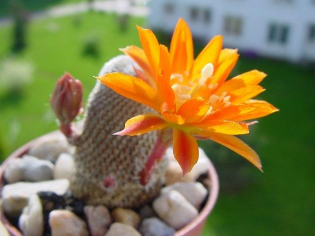 Rebutia heliosa