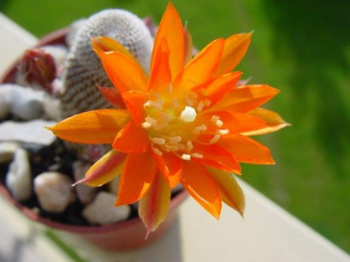 Rebutia heliosa