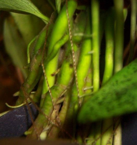 anubias congensis