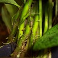 anubias congensis