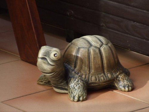 zółwik #żółw