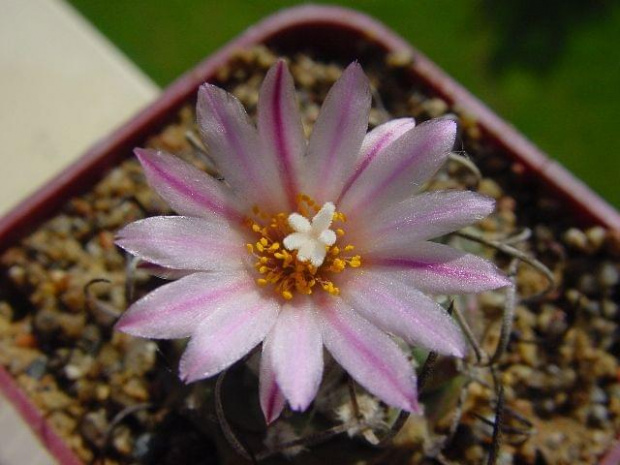 Turbinicarpus