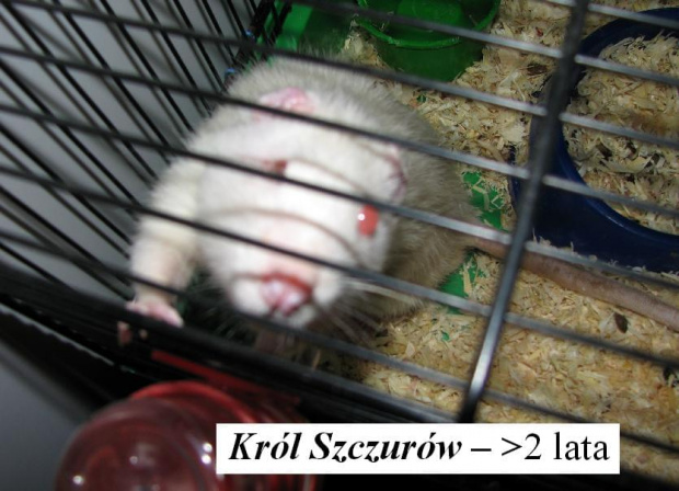 Król Szczurów - najstarszy samiec. Maść: albinos.