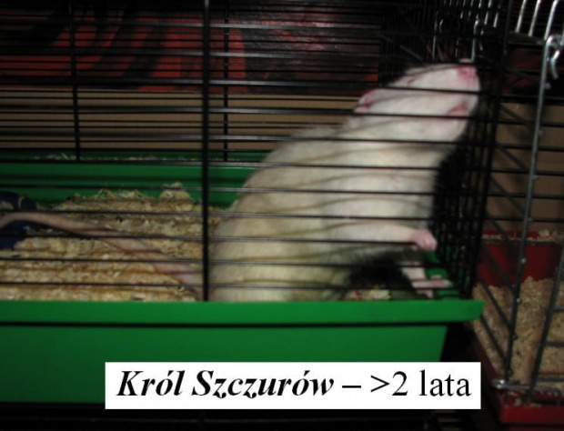 Król Szczurów - najstarszy samiec. Maść: albinos.