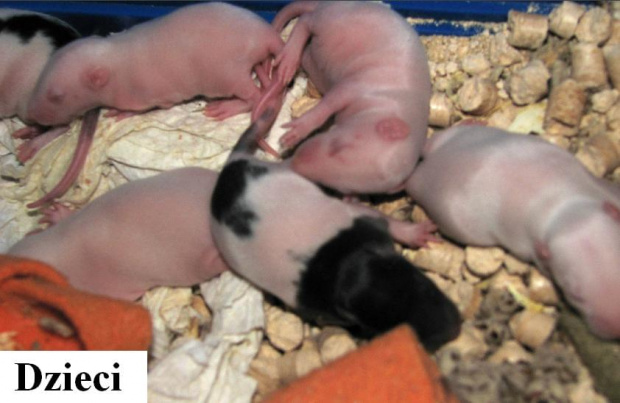 Samiczka karmiąca młode. Wiek: 6-8 miesięcy. Maść: czarny kaptur. Dzieci: ilość: 6. Maść: 4 albinosy, 2 czarne kapturki.