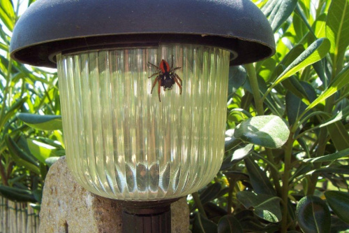 a ten pajączek mieszka w jednej z moich lampek :)